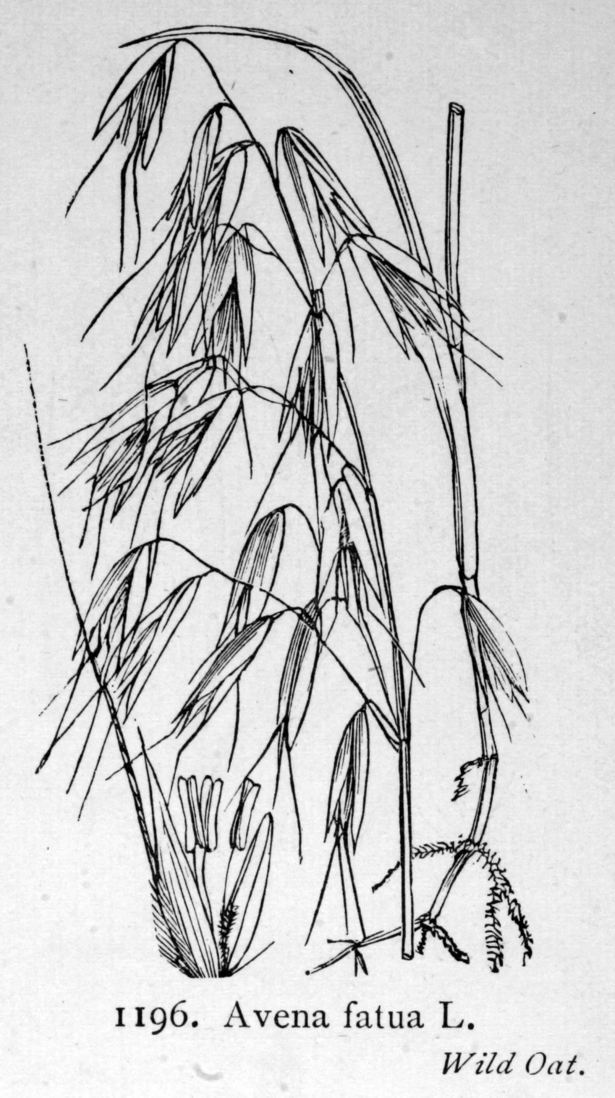 Photo Coloring book funny oats for preschoolers