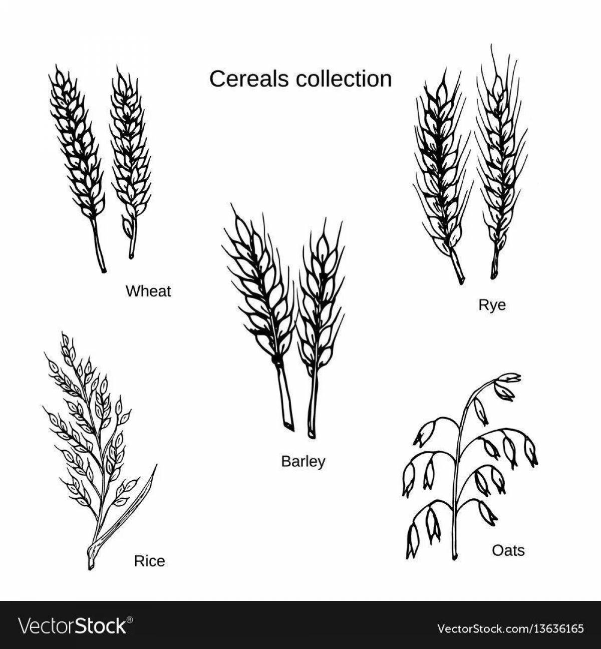 Рис рожь лен овес пшеница соедини с картинкой