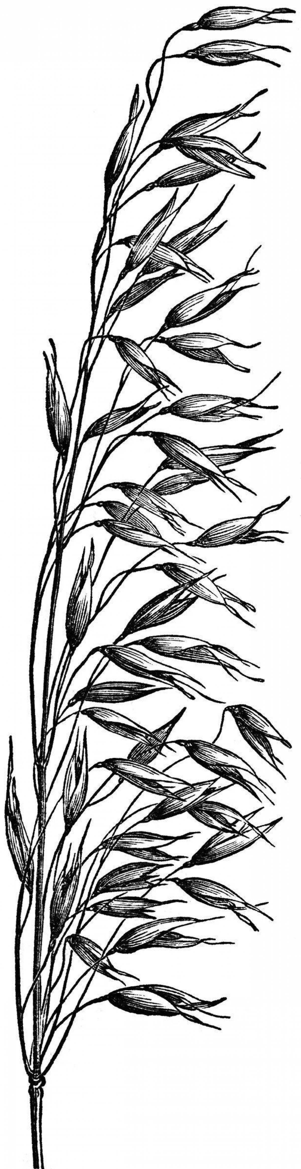 Photo Adorable oat coloring for kids