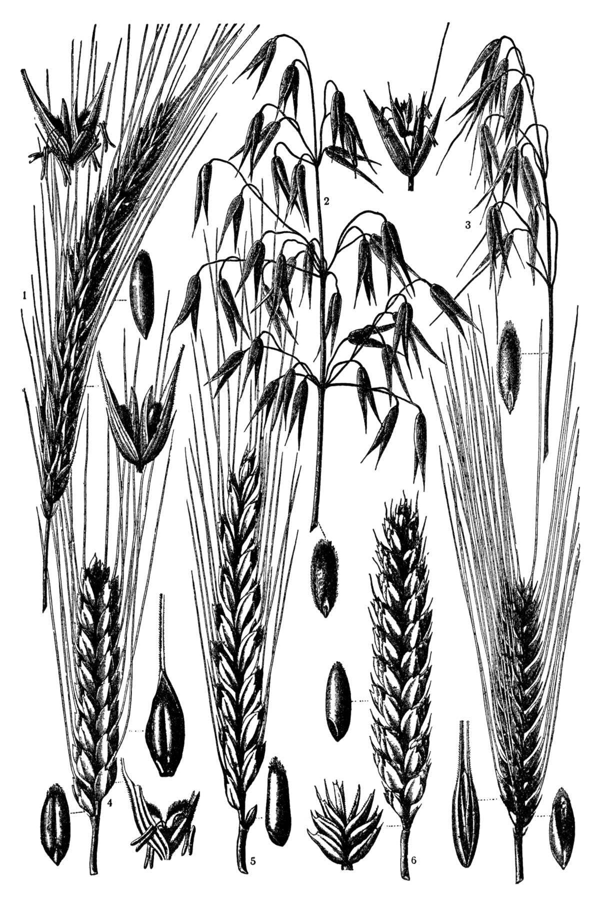 Photo Funny oats coloring book for preschoolers