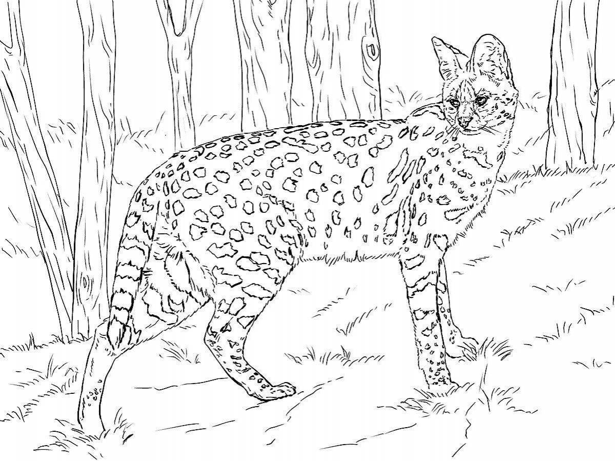 Coloring book fluffy Amur forest cat