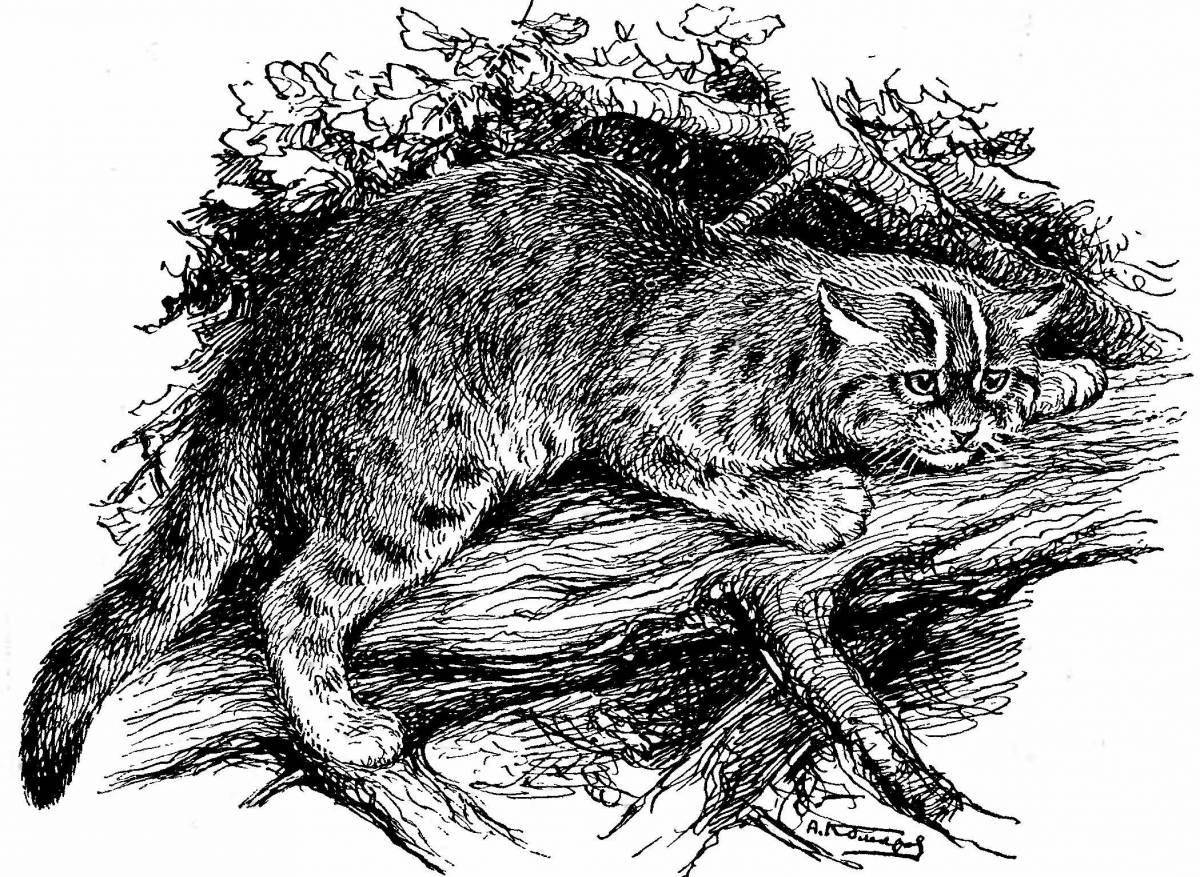 Раскраска красочная амурская лесная кошка