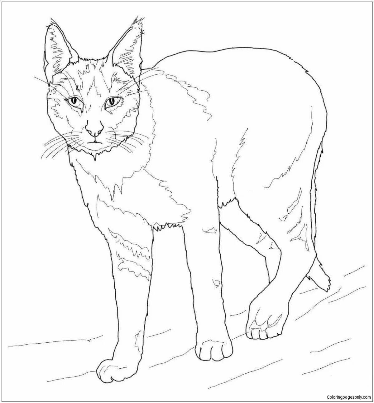 Coloring book brave Amur forest cat