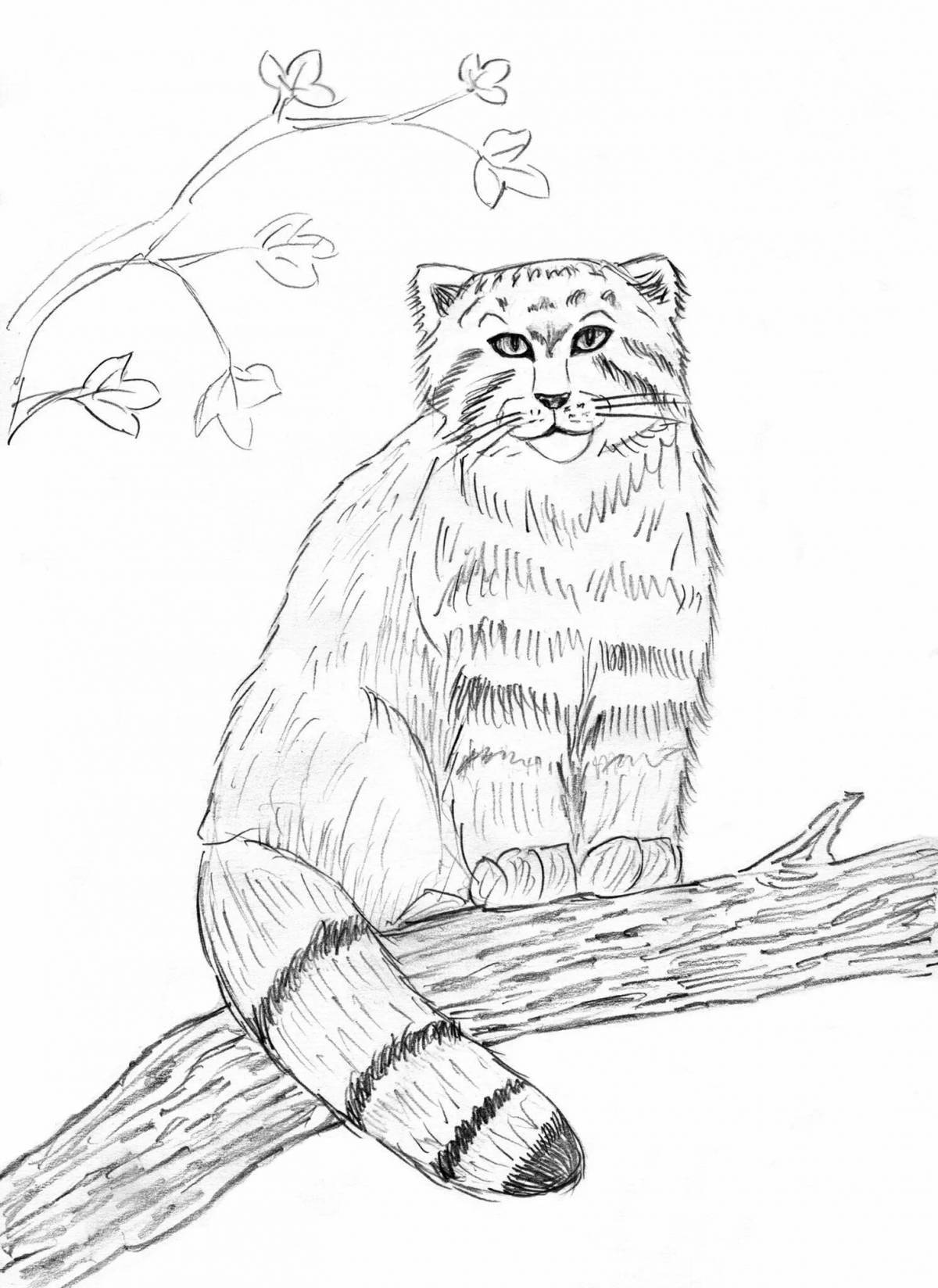 Coloring book gorgeous Amur forest cat