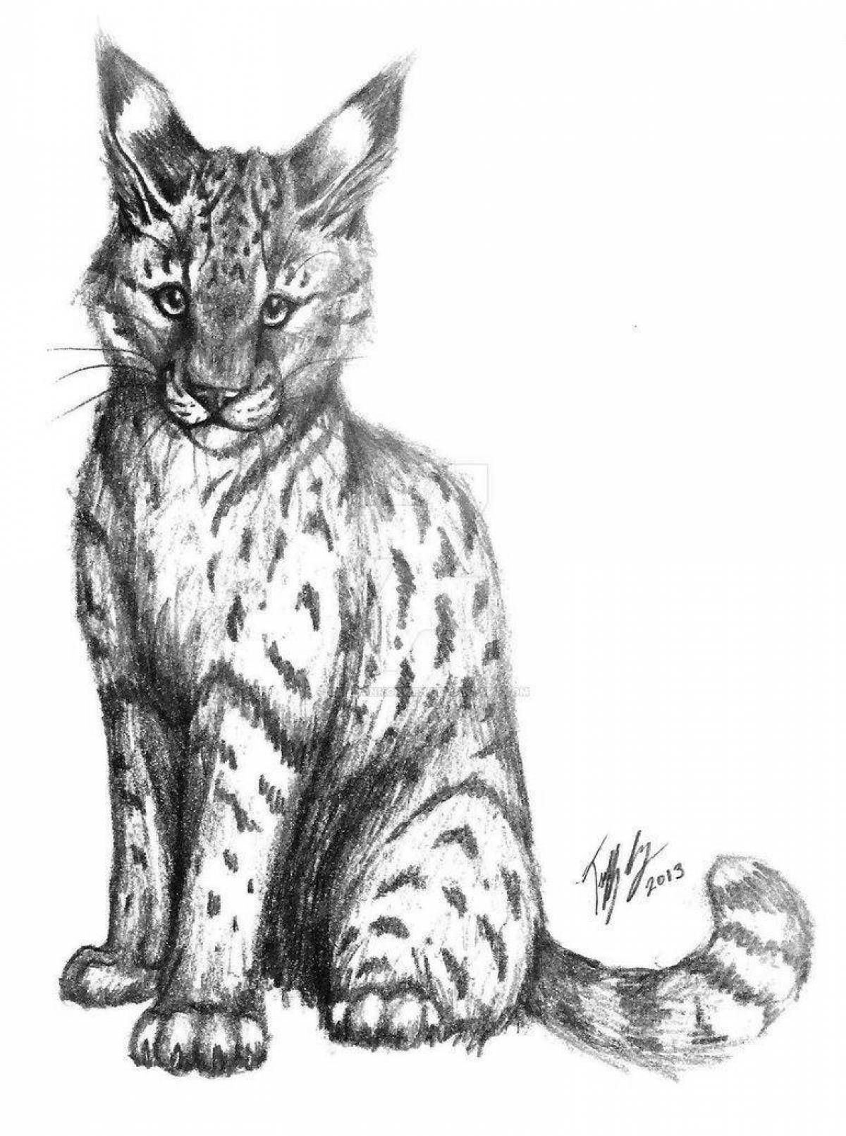 Coloring book gorgeous Amur forest cat