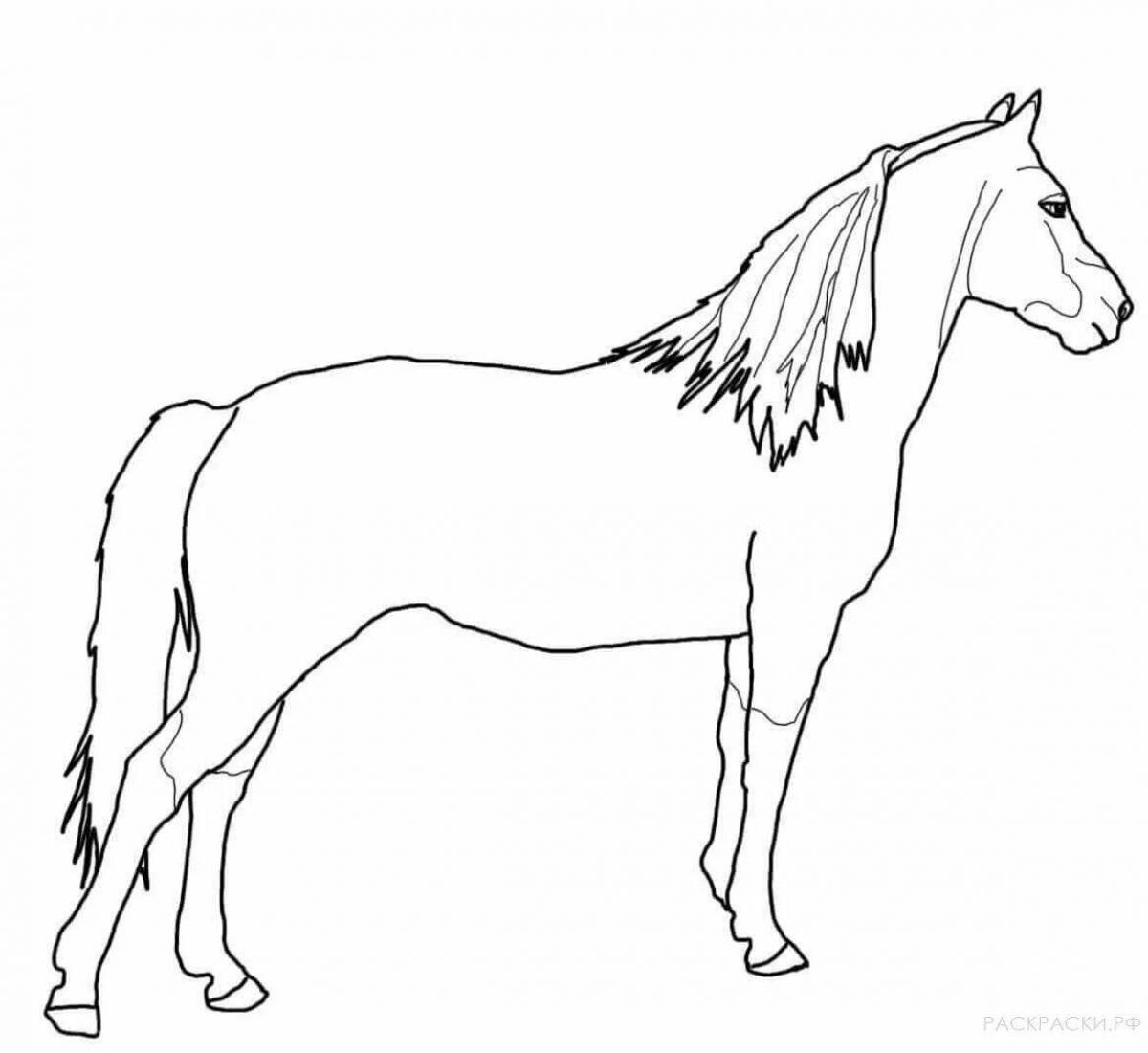 Энергичная раскраска лошади лошади
