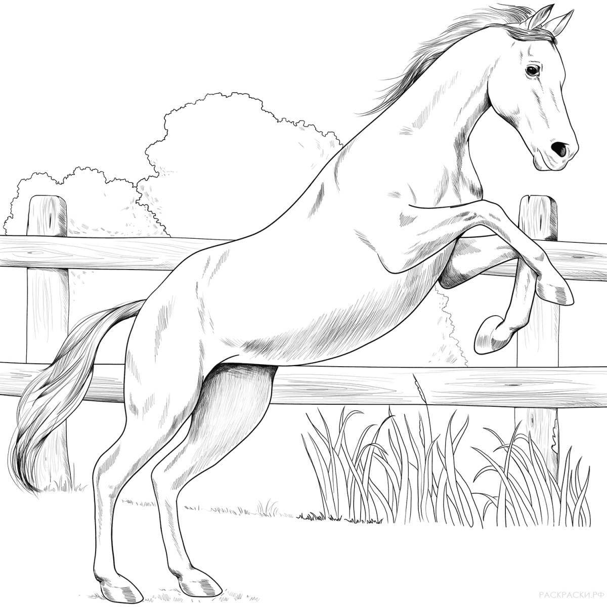 Royal coloring horse horse