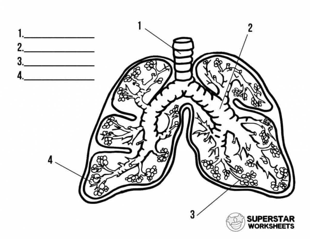 Human lungs for children #2