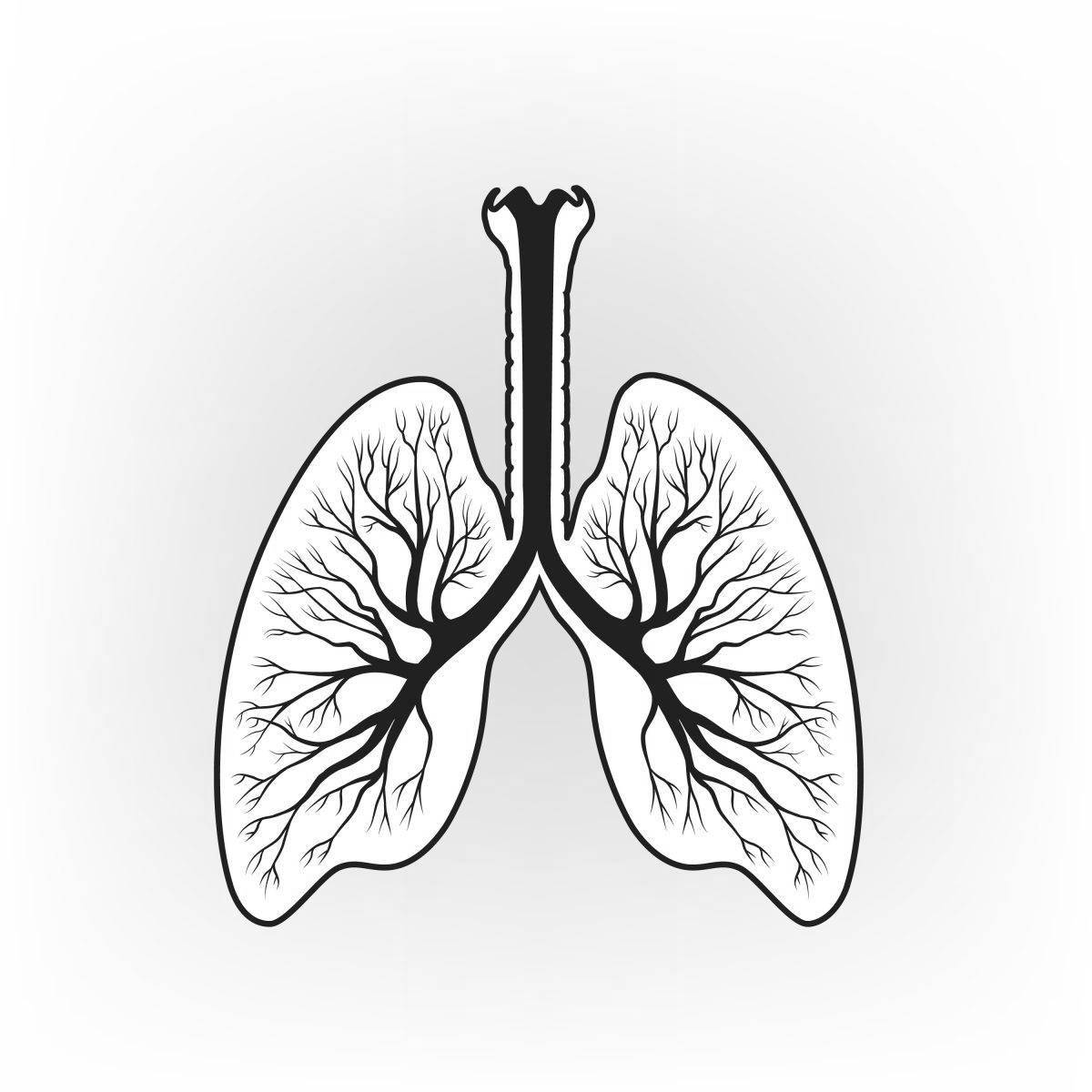 Human lungs for children #3