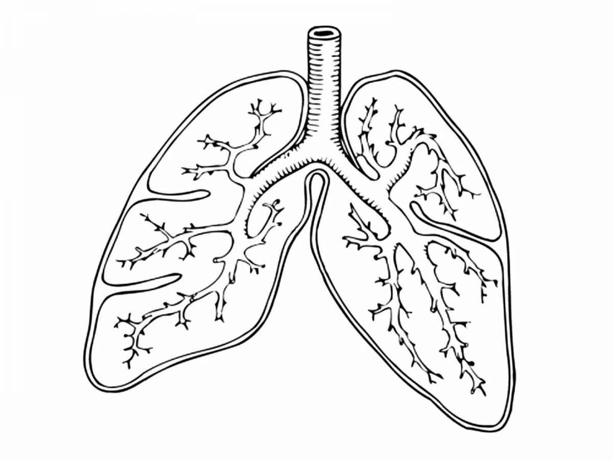 Human lungs for children #16