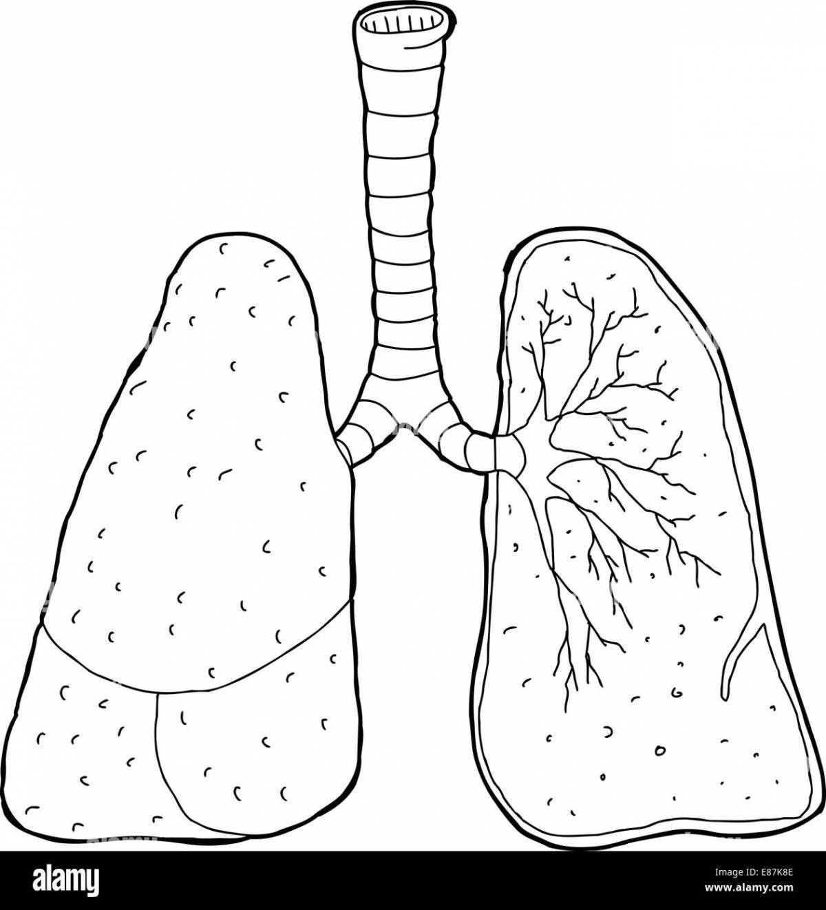 Human lungs for children #18