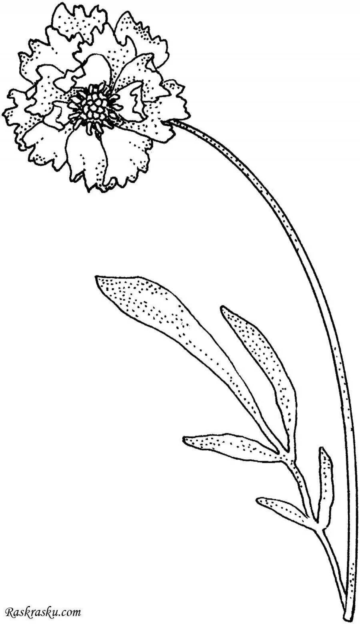 Гвоздика картинка для детей раскраска