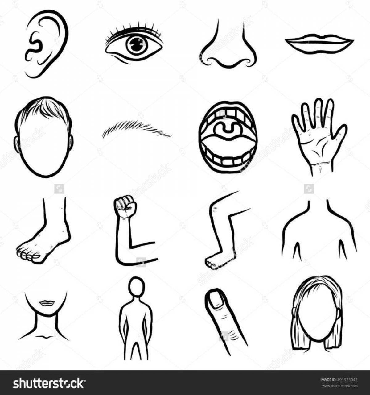 Body Parts for Kids vector