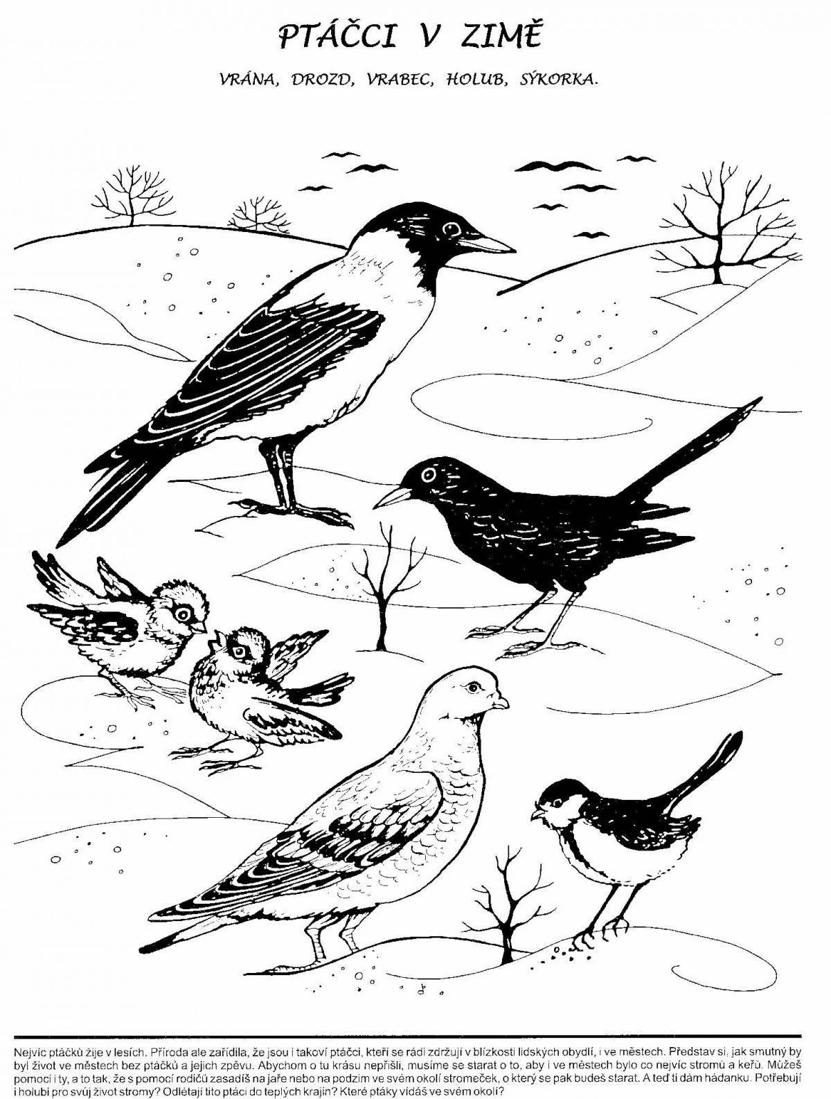 Vivid wintering birds coloring page