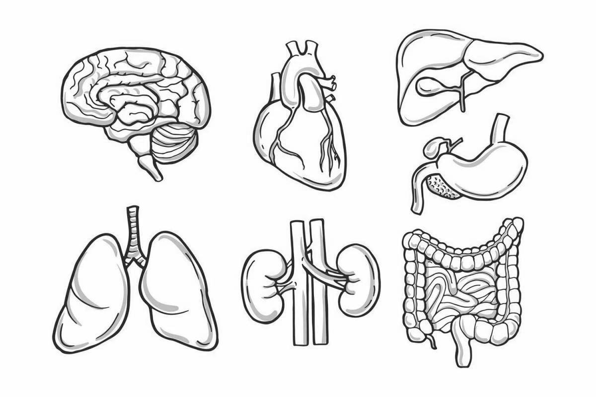 Colorful human anatomy coloring page for kids