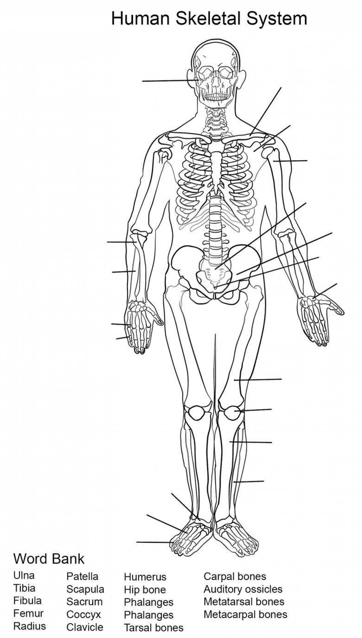 A fun human anatomy coloring book for kids