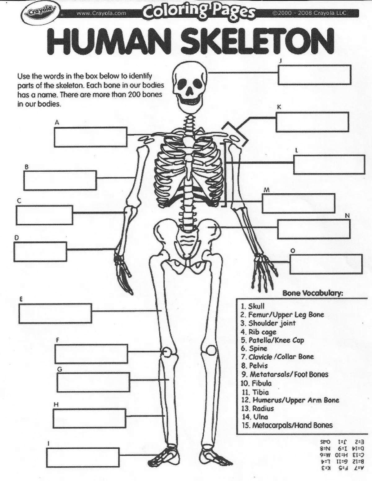 Яркая страница раскраски анатомии человека для детей