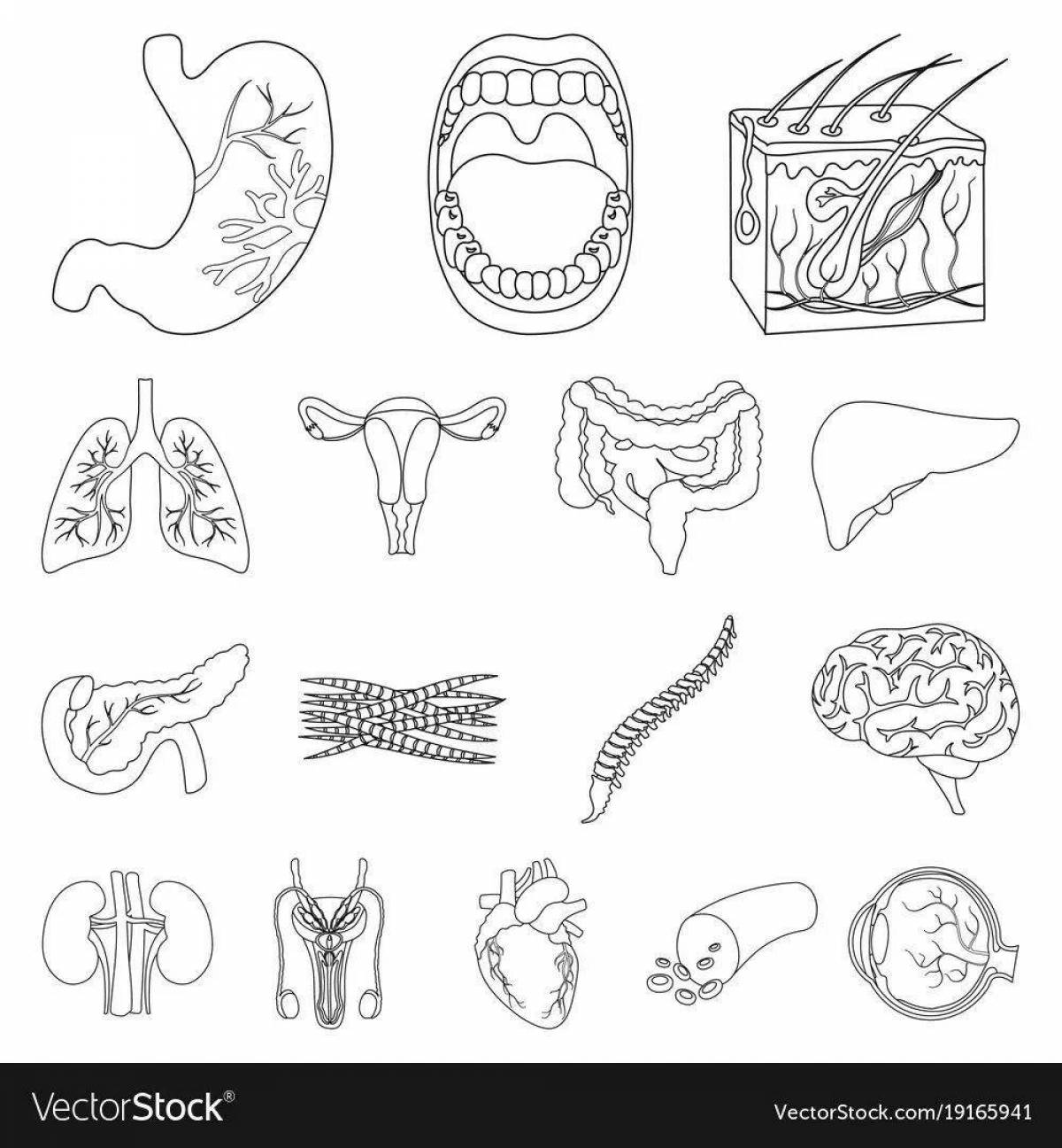 Intricate human anatomy coloring page for kids