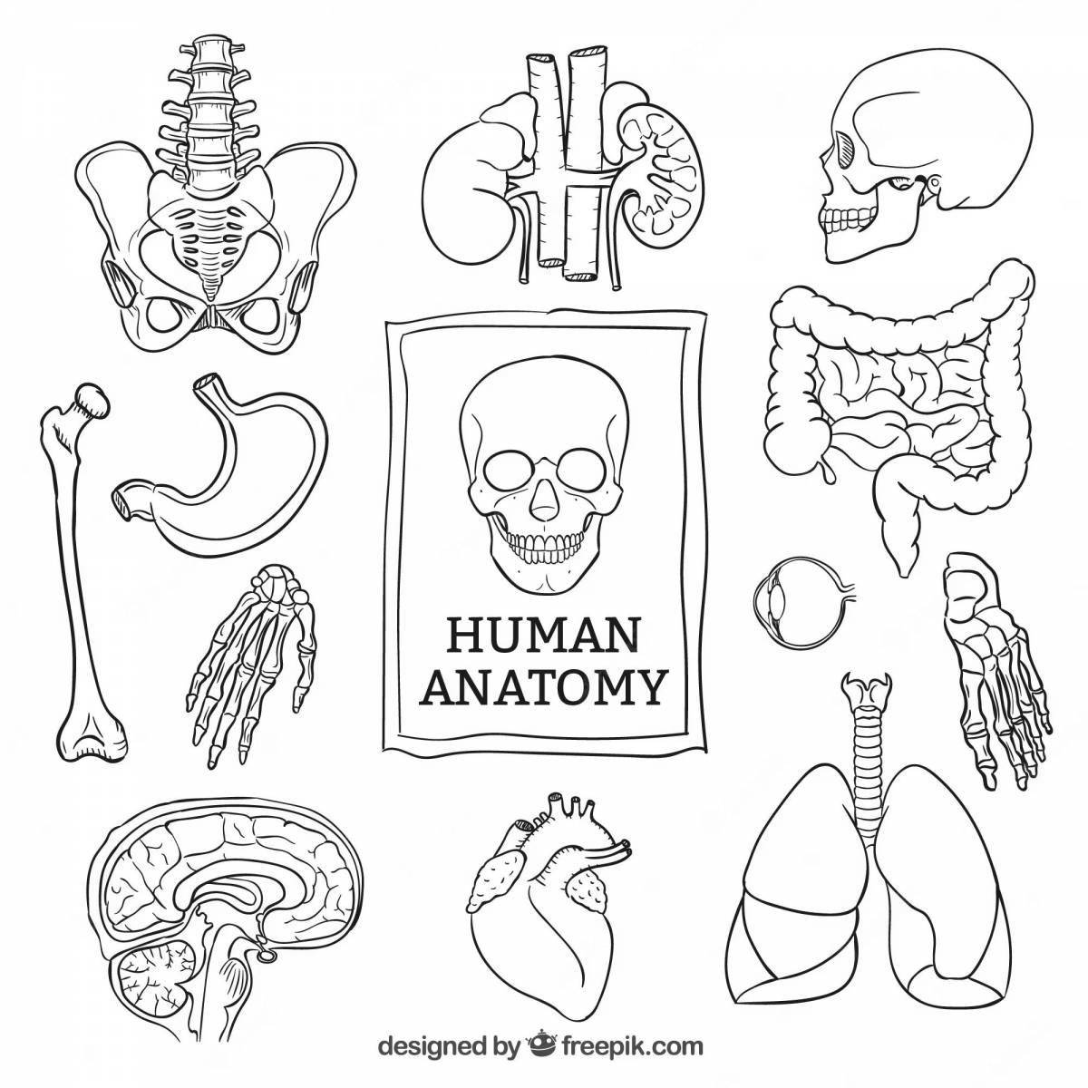 Stimulating human anatomy coloring page for kids