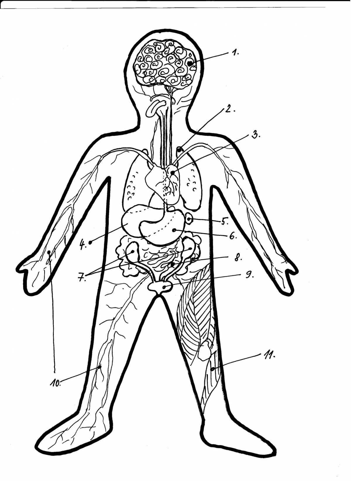 Interesting human anatomy coloring page for kids