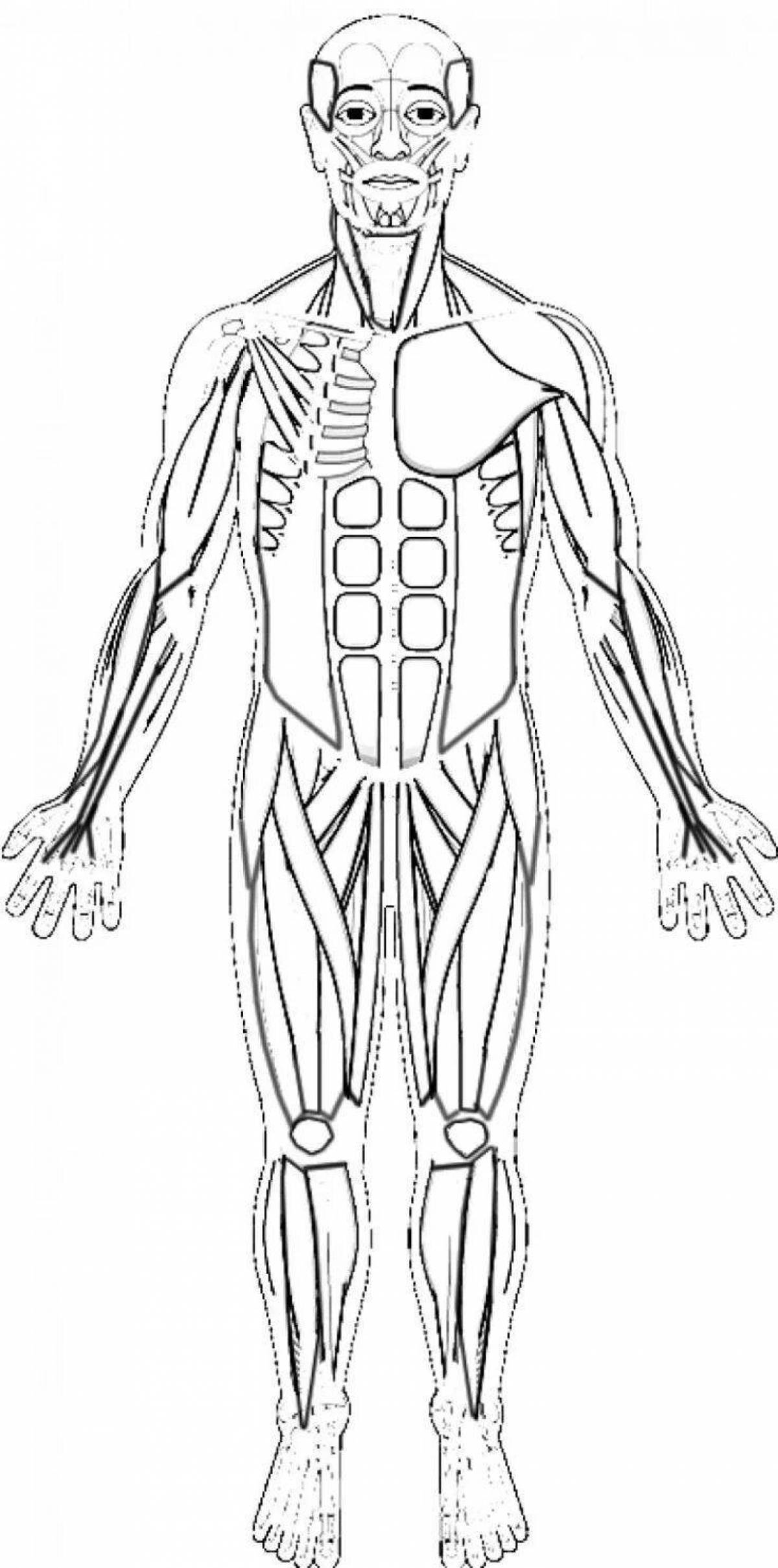 Human anatomy for kids #12