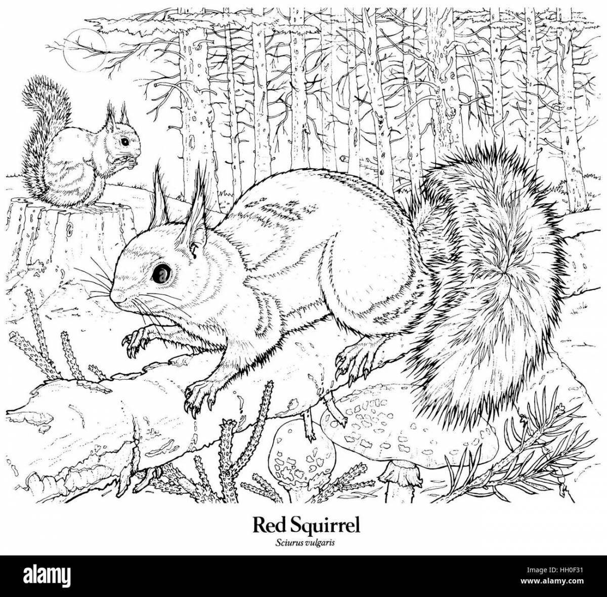 Bright winter squirrel coloring book