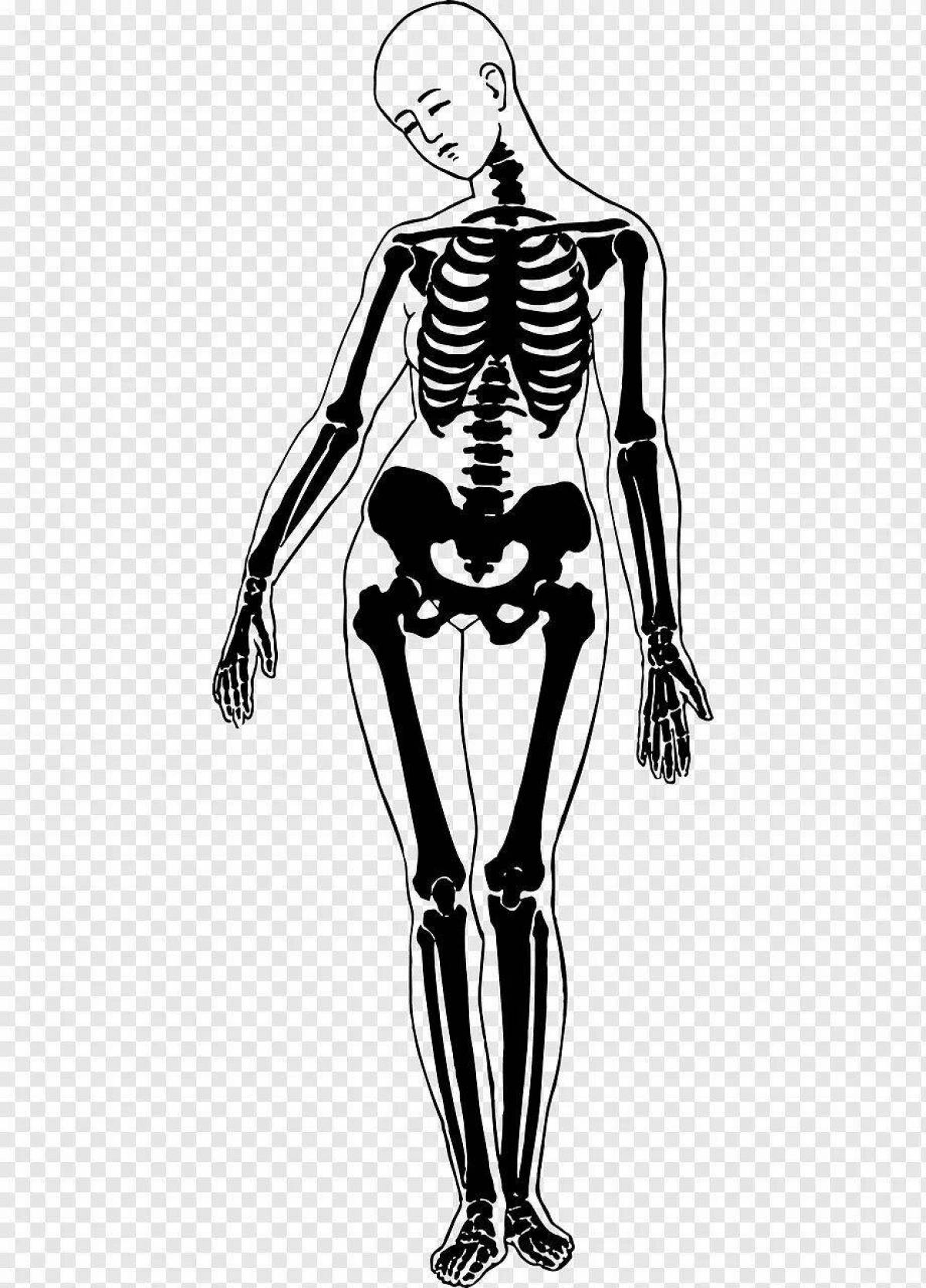 Skeleton body. Скелет человека. Женский скелет. Скелет человека рисунок. Скелет человека раскраска.