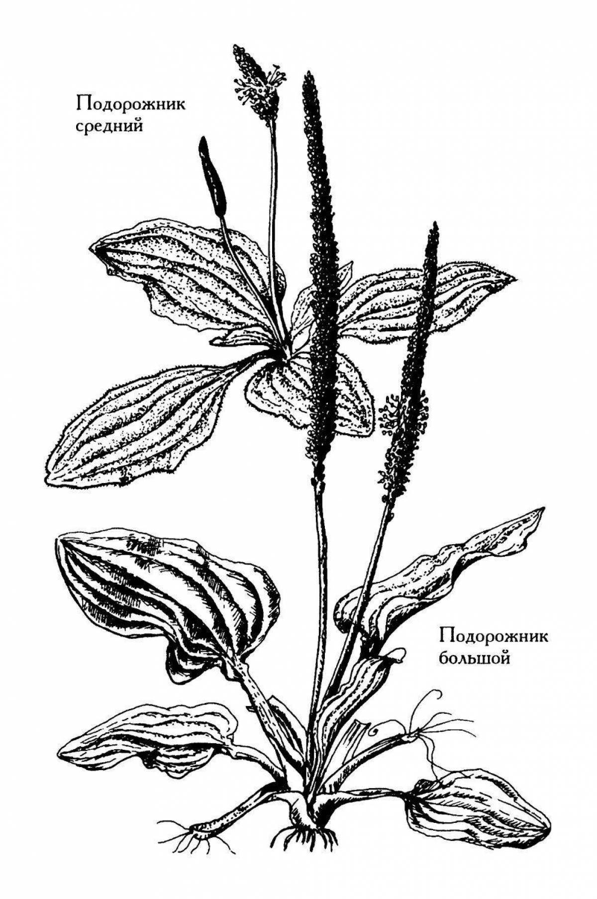 Подорожник рисунок для детей