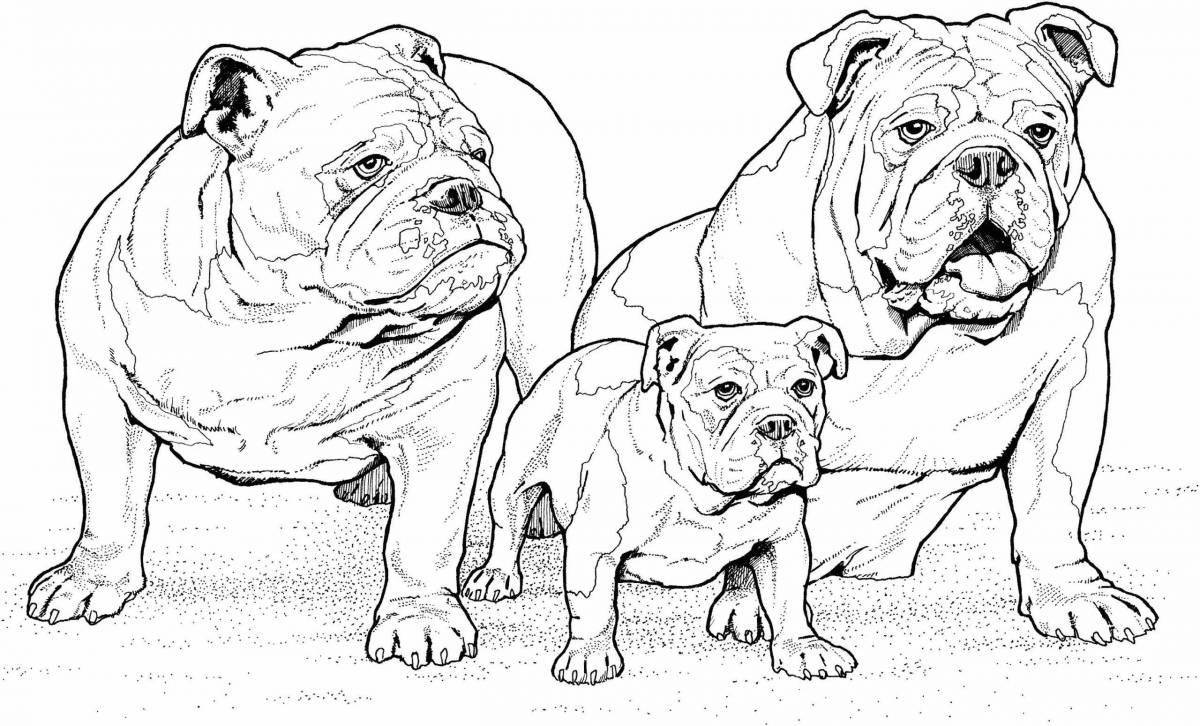 Funny bulldog coloring for kids