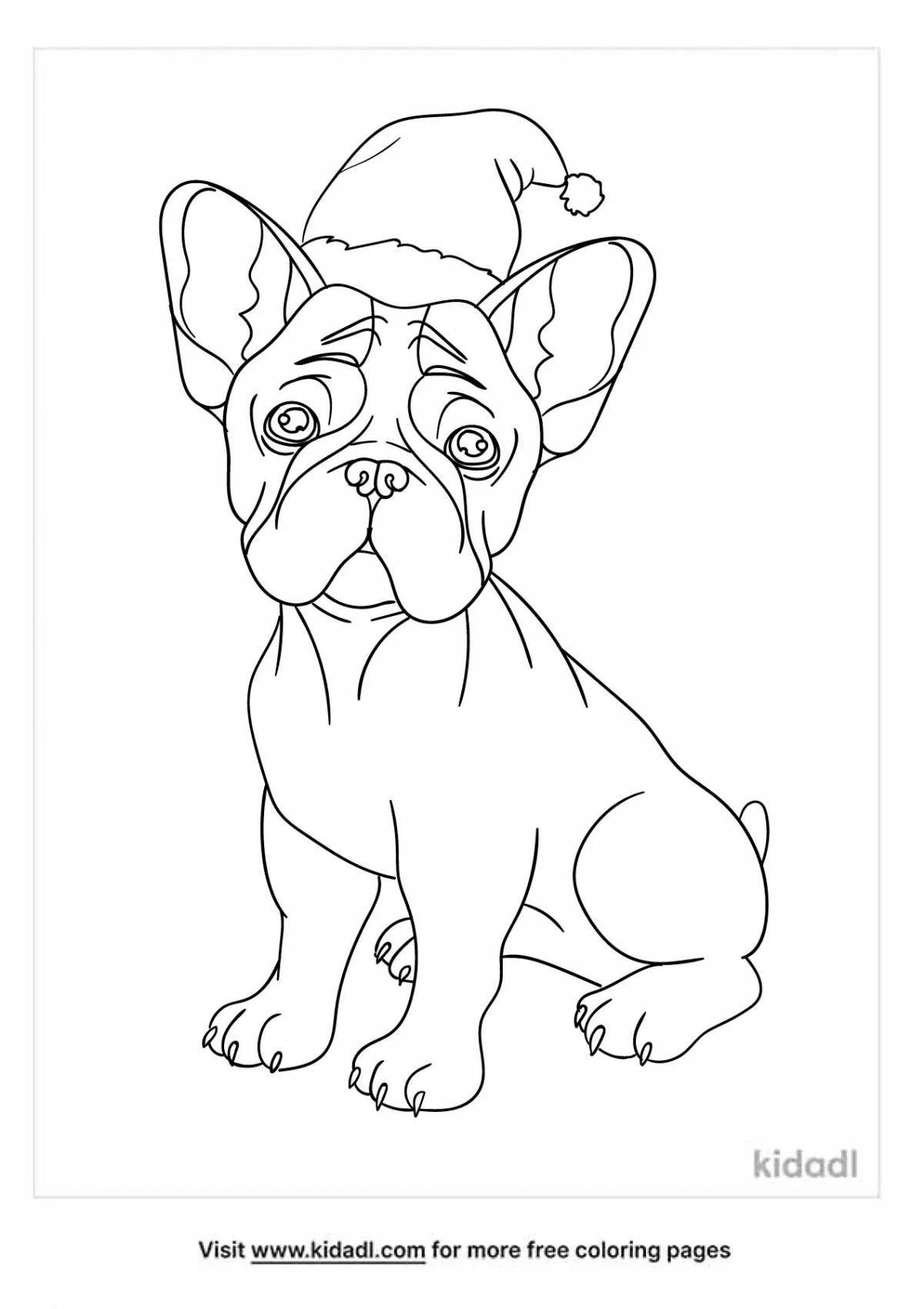 Colouring fluffy bulldog for kids