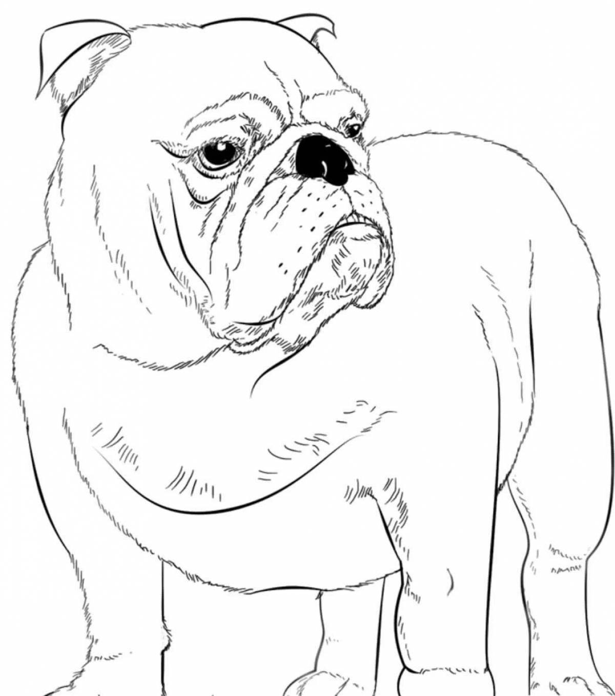 Coloring book grinning bulldog for kids