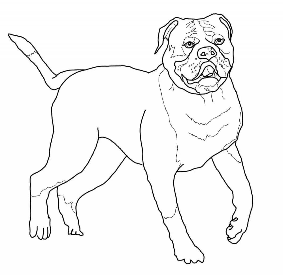 Alert bulldog coloring pages for kids