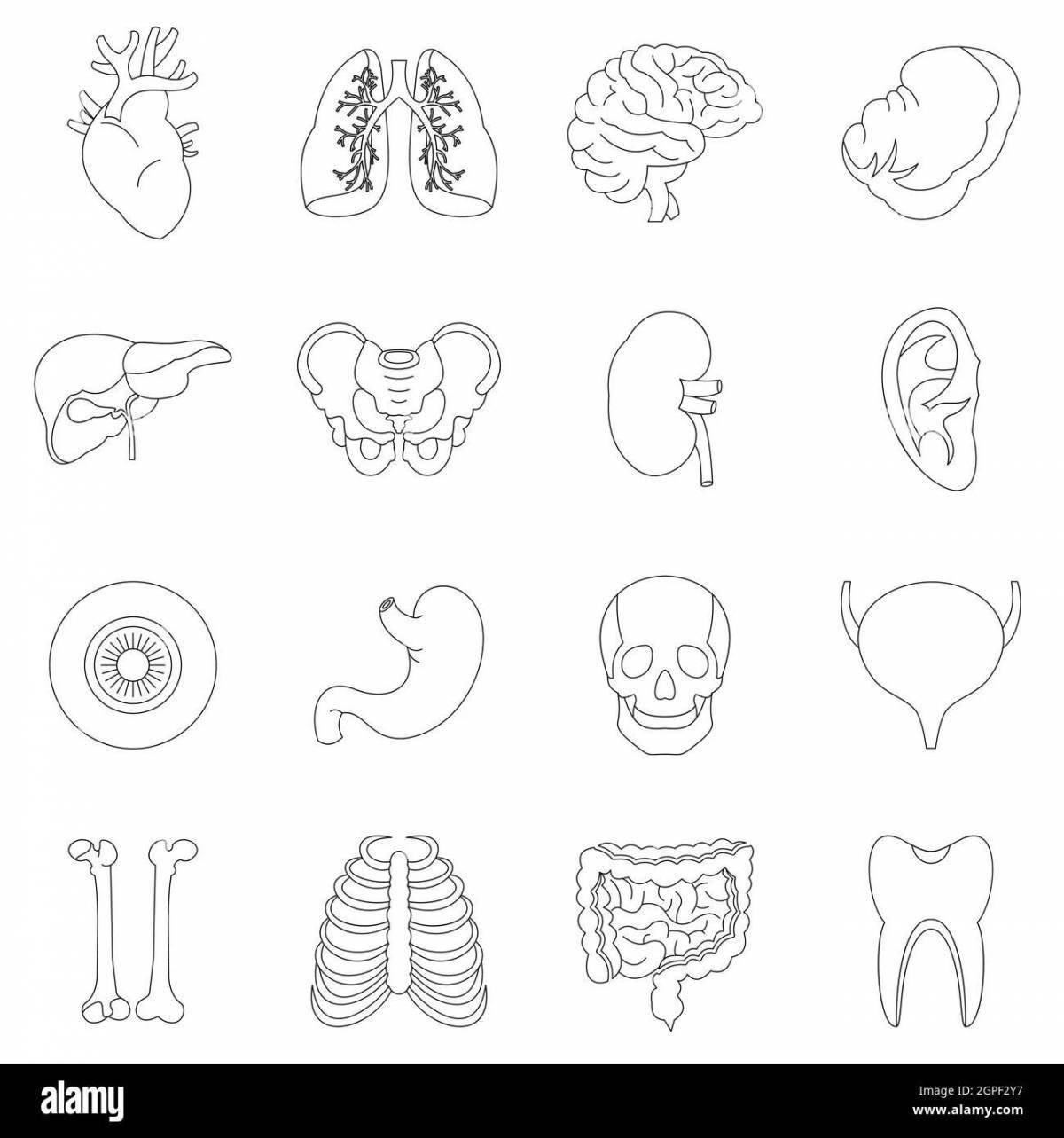 Grand coloring page 3rd grade human body