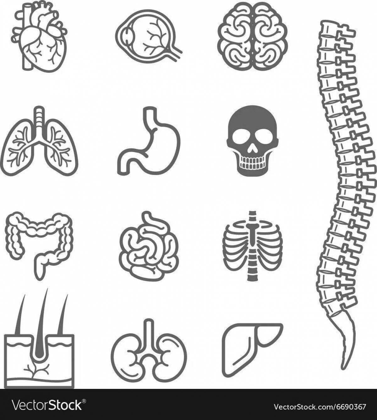 Pretty coloring page human body 3-й класс