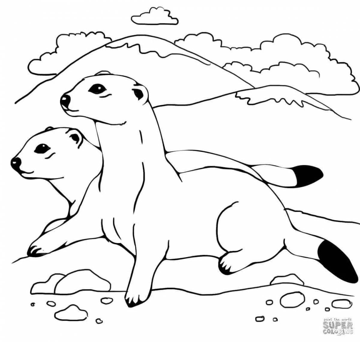 Colourful stoat coloring for kids