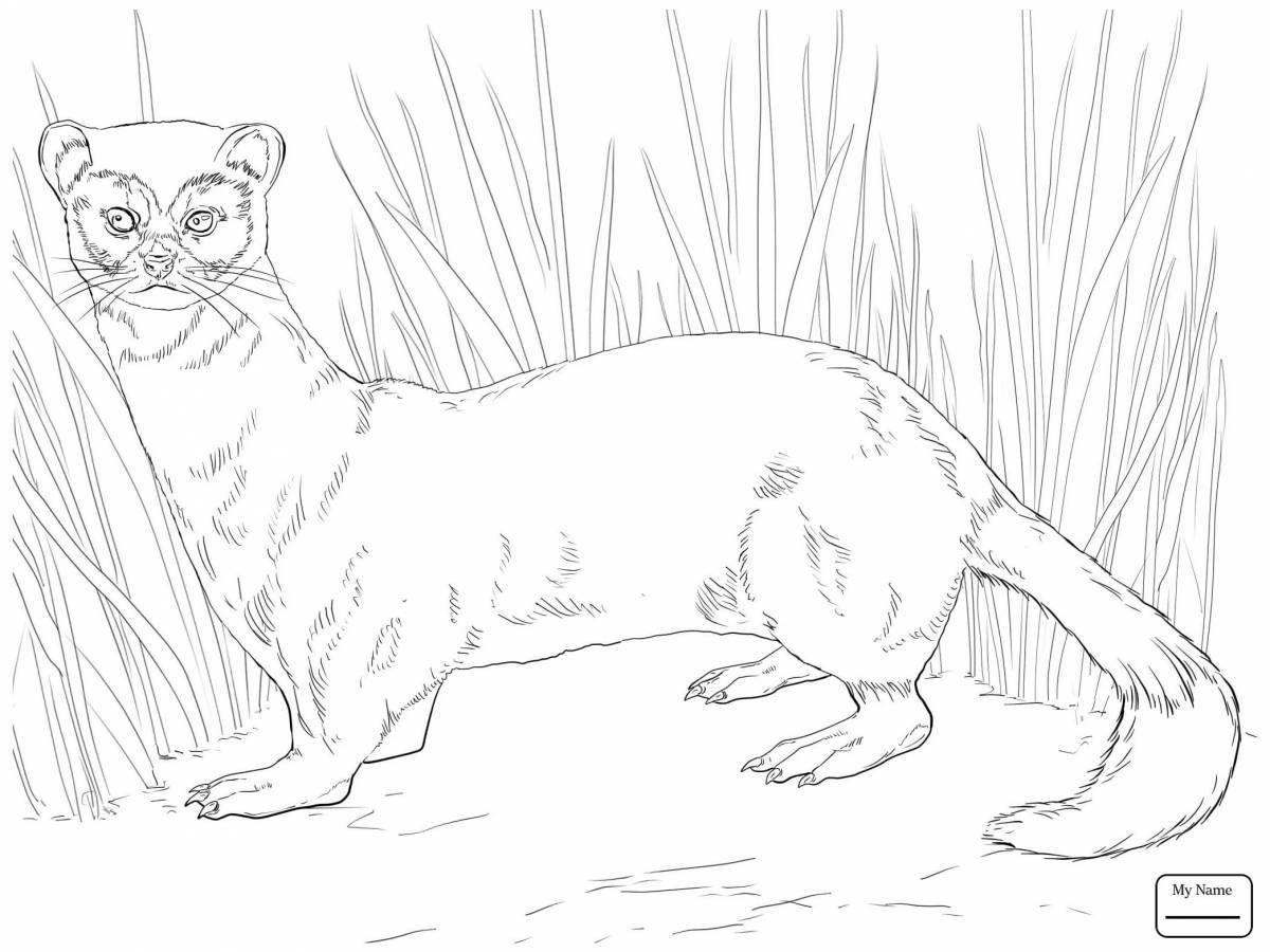 Coloring stoat for kids