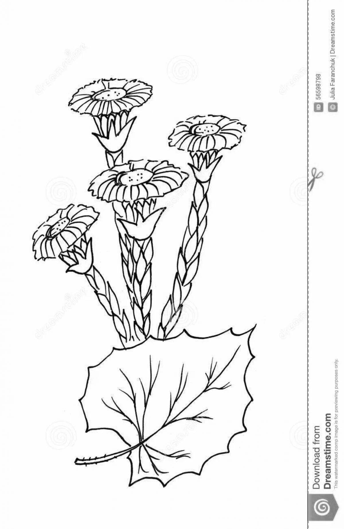 Color-lush coloring page mother and stepmother flower