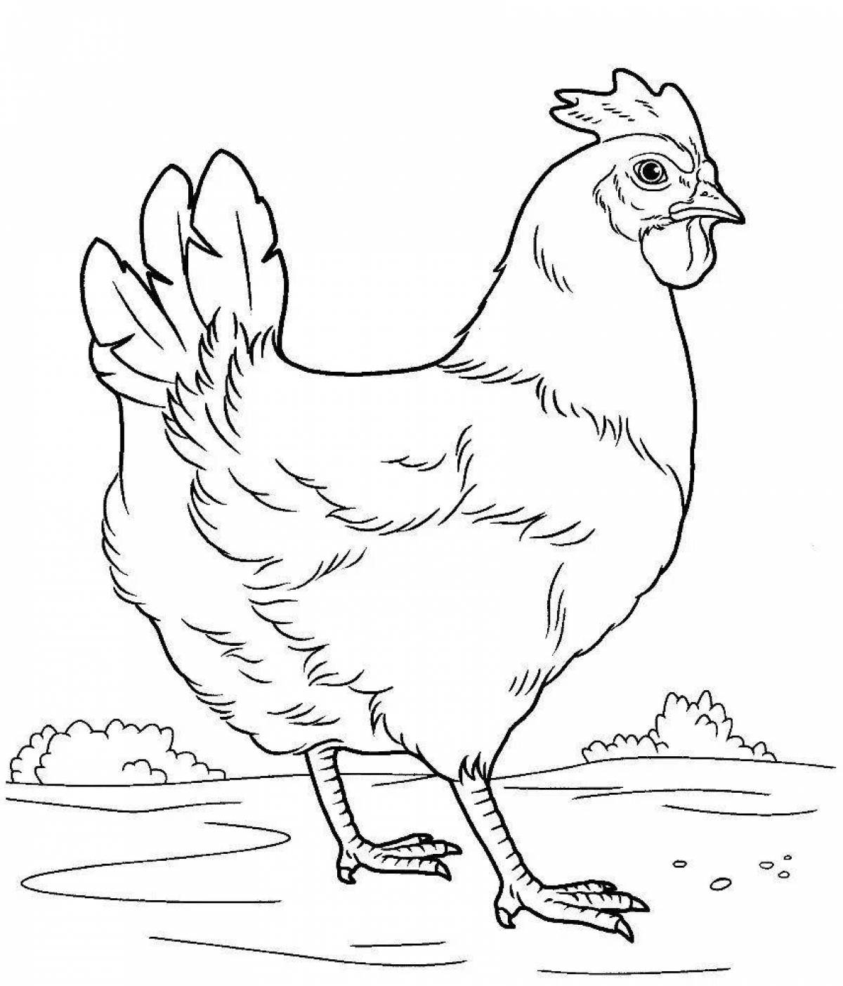 Fancy chicken drawing for kids