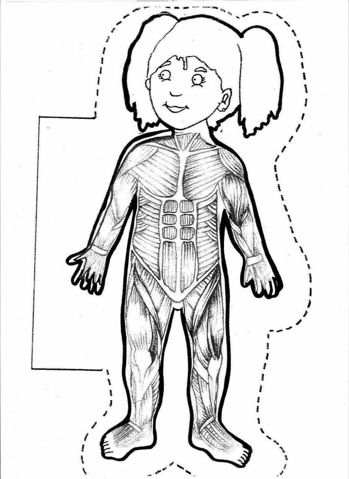 Рисунок организма. Раскраска тело человека для детей. Организм человека раскраска. Раскраска анатомия человека для детей. Контур тела человека для детей.