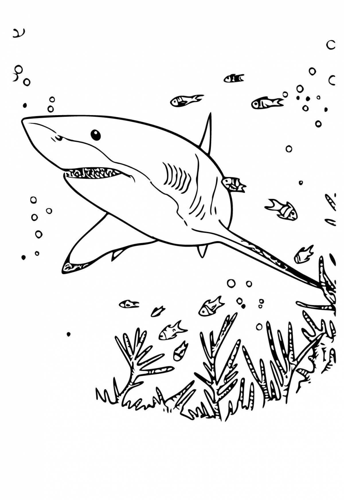 Привлекательная раскраска акулы для детей