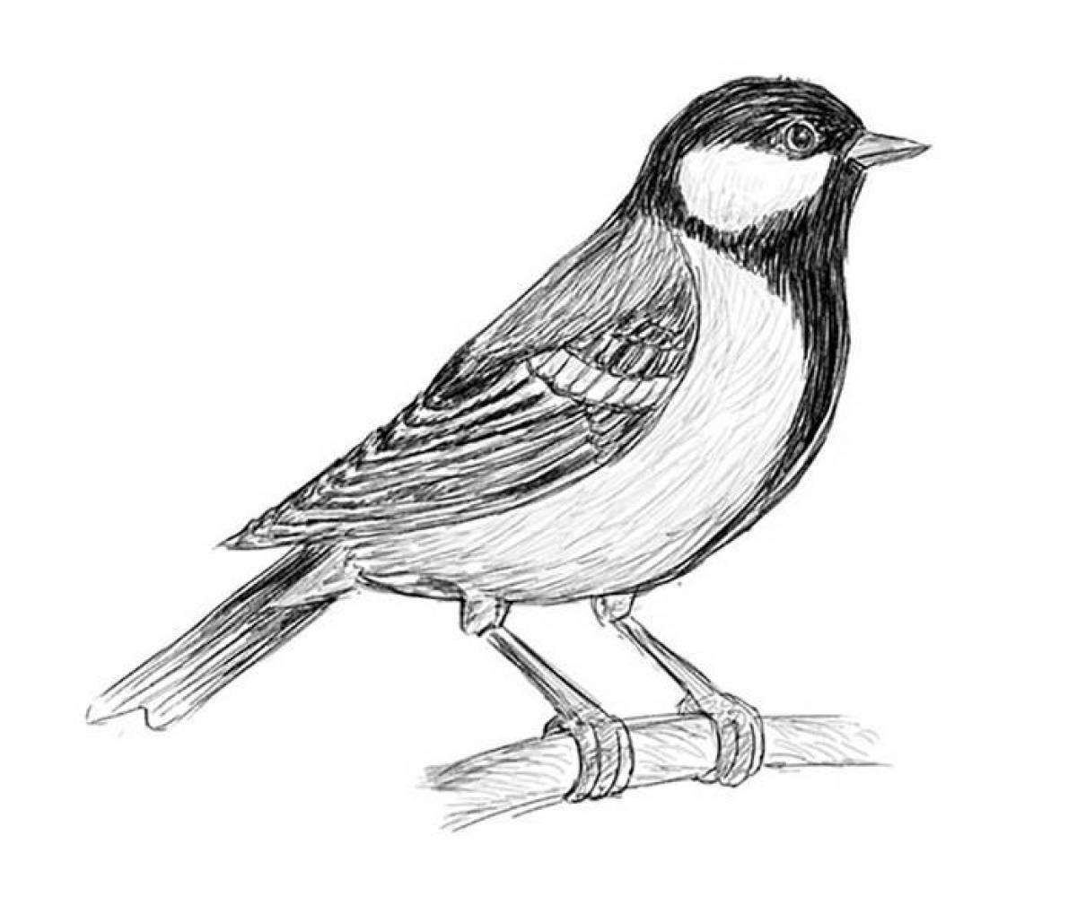 Great tit coloring book for kids