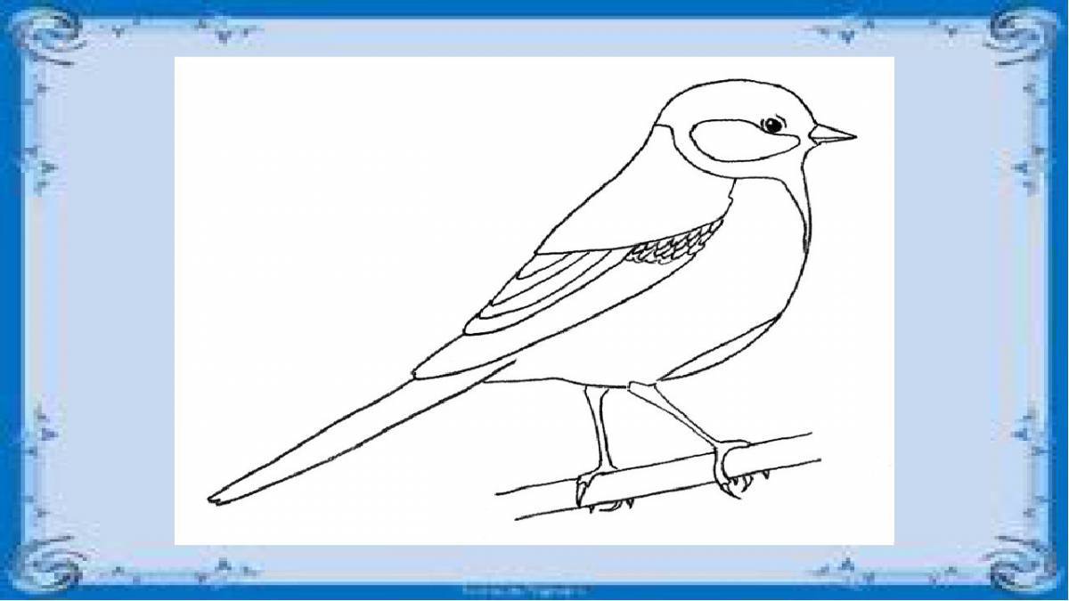 Coloring book bright titmouse for children