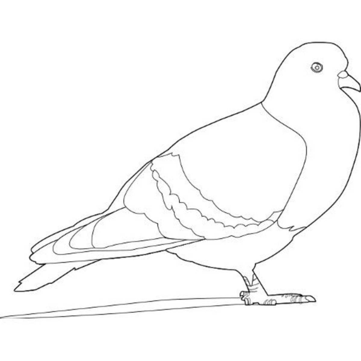 Exquisite dove coloring book for kids