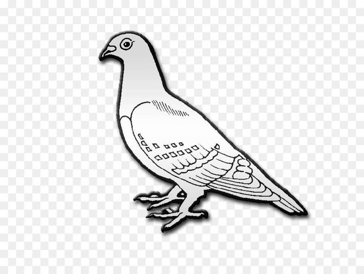 Wonderful dove coloring for kids