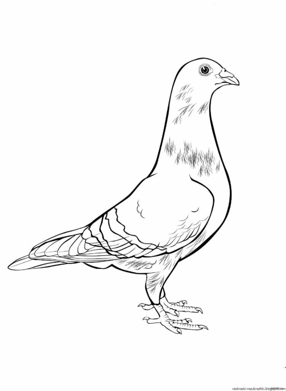 Coloring pages with pigeons for kids