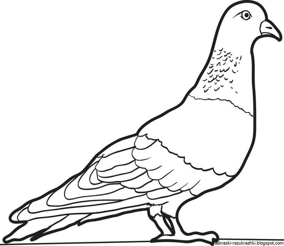 Extraordinary dove coloring for kids