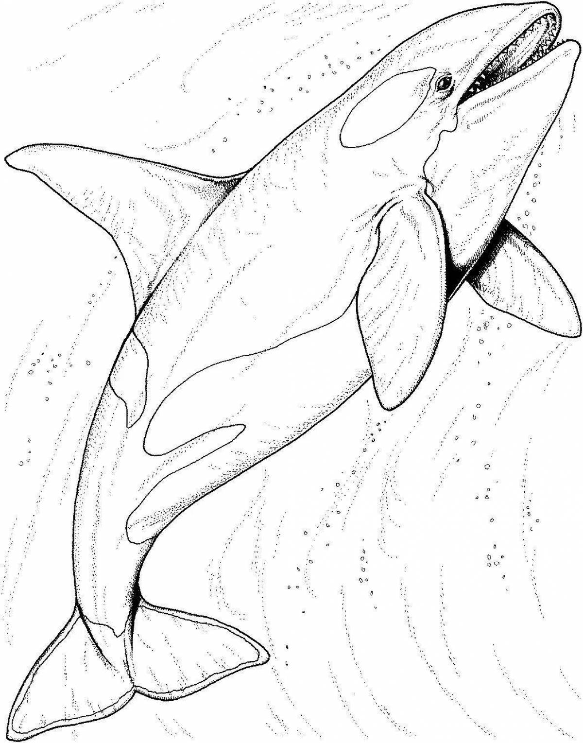 Gorgeous killer whale coloring book