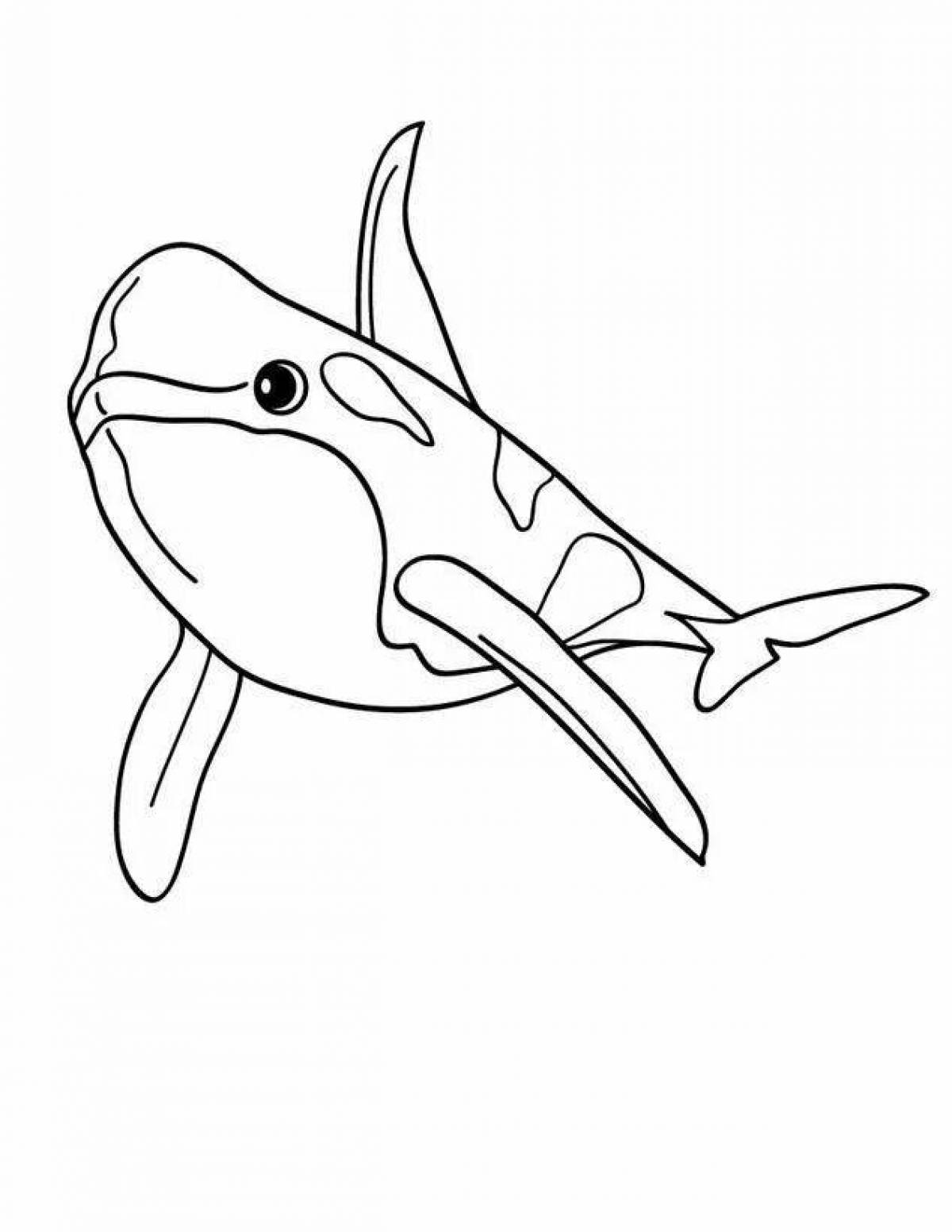 Glorious killer whale coloring page