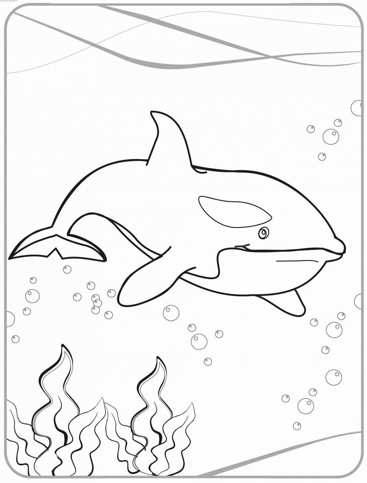 Large killer whale coloring page