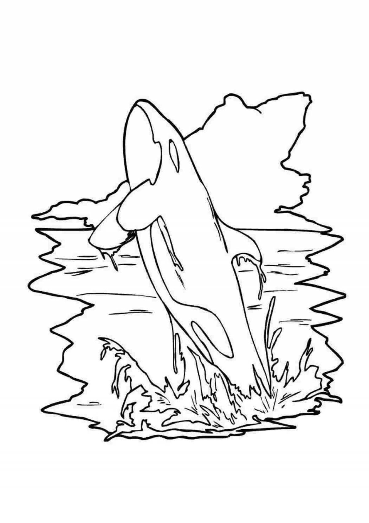 Impressive killer whale coloring page